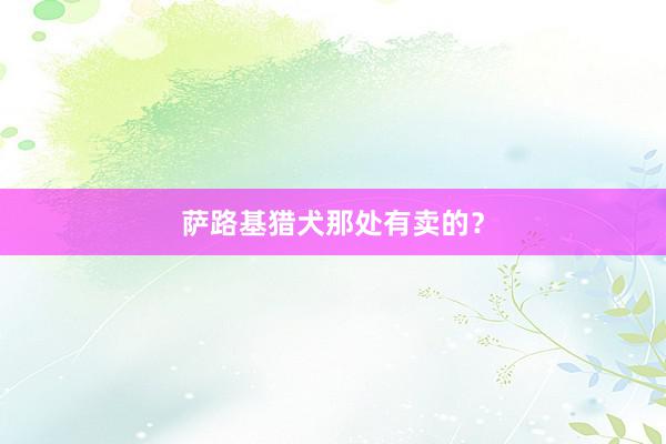萨路基猎犬那处有卖的？