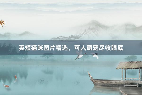 英短猫咪图片精选，可人萌宠尽收眼底