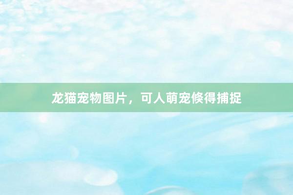 龙猫宠物图片,可人萌宠倏得捕捉